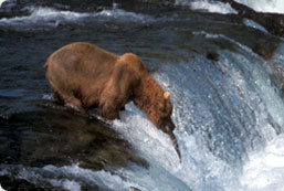 Experience one of Alaskaâ€™s greatest wildlife spectacles
,  the Brown Bears of Brooks River. Katmai National Park and Brooks River feature one of the most famous congregations of Brown Bears in the world. Our package includes hotel accommodations in downtown Anchorage and two nights in a rustic cabin at Brooks Camp
,  airfare from Anchorage to Katmai and meals at Brooks Camp. The best bear viewing is available from Mid June through Early September. $1695 per person based on double. Triple and quad rates available., Alaska, United States