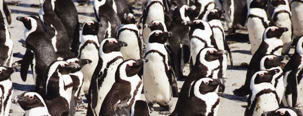 Robben Island
,   penguins
,  endangered species
,  animal habitats, South Africa