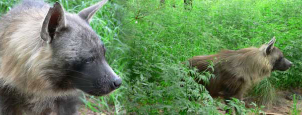 Pilanesberg National Park and neighboring areas
,   lions
,  carnivores
,  photography
,  earthwatch
,  volunteer
,  ecotourism
,  scientific research
,  ecology
,  endangered species
,  wildlife protection
, South Africa