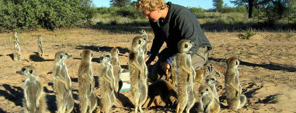 Meerkats of the Kalahari,  meerkats,  kalahari,  animal behavior,  animal societies,  volunteer,  earthwatch,  scientific research,  habitats,  africa,  wildlife surveys,  ecotourism 