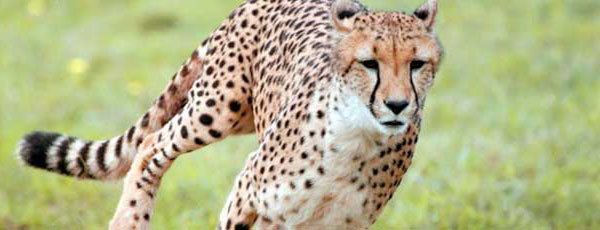 Namibia,  cheetah,  cheetahs,  conservation,  earthwatch,  Eland's Joy,  wildlife surveys, Cheetah Conservation Fund,  CCF,   Etosha National Park,  volunteer,  ecotourism