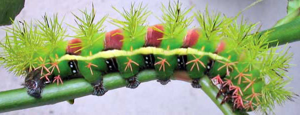 Yanayacu Biological Station
,  Andes
,  Amazon
,  cloud forest
,  caterpillars
,  laboratory
,  earthwatch
,  Hunting for Caterpillars in the Andes , Ecuador