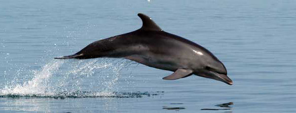 Amvrakikos Gulf
,  research
,  bottlenose dolphins
,  boat
,  conservation
,   dorsal fins
,  earthwatch
,  Dolphins of Greece , Greece