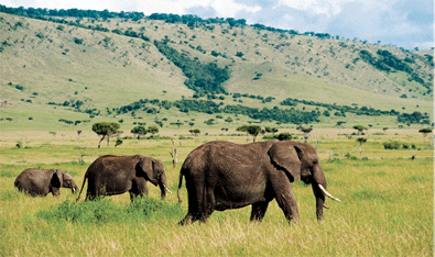 Wildlife Safari, Tanzania, Africa