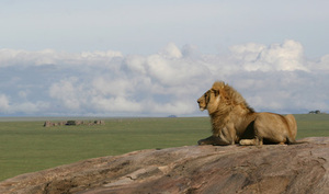 /files/pictures/0008/4732/africa-dream-safaris.jpg