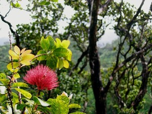 /files/pictures/0009/4563/lehua_nani.jpg