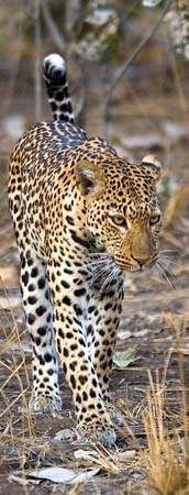 /files/pictures/0009/5287/leopard.jpg