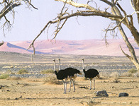 Namibia, Africa