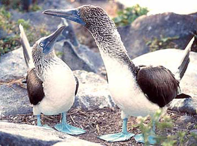 Ecuador, South America