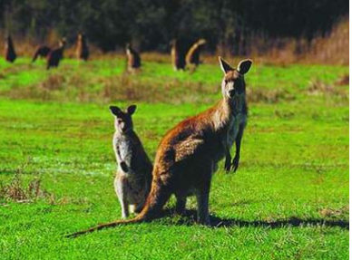 Australia, Australia and Pacific