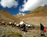 India, Asia, Ladakh