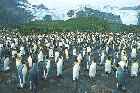 The Southern Ocean
, The Falkland Islands
, Stanley
,  Falklands
, The Antarctic Convergence
, South Georgia
, South Orkney Islands
, Southern Ocean - Weddell Sea
, Antarctic Peninsula
, The Drake Passage
, Antarctica, Falkland Islands, South Georgia And South Sandwich Islands, South America