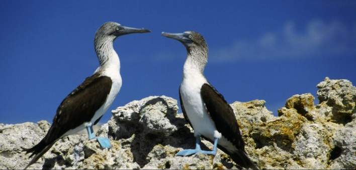 Ecuador, South America, Galapagos