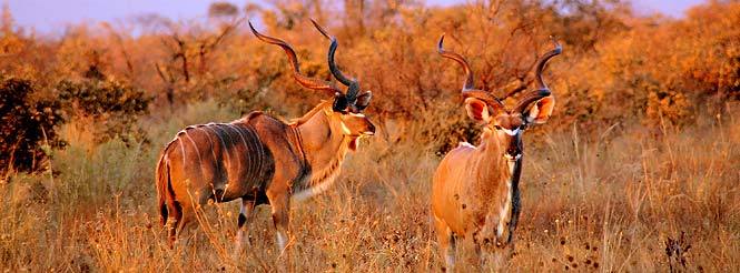 Botswana, Africa