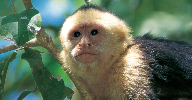 Panama, South America