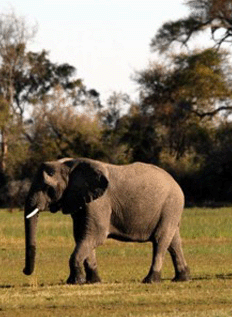 Nairobi
, OL PEJETA CONSERVANCY
, Laikipia, Kenya, Africa