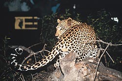 Amboseli National Park
, Lake Manyara
, Ngorongoro Crater, Kenya, Tanzania, Africa