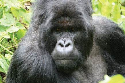 Uganda & Rwanda: African Primate Safari - Gorilla Tracking and More 
, East Africa, Rwanda, Uganda, Africa