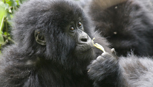 Rwanda: Mountain Gorillas Private Adventure, Rwanda, Africa