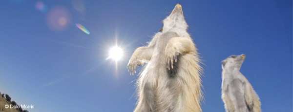 Meerkats of the Kalahari
,  animal behavior
,  animal societies
,  earthwatch
,  scientific research
,  habitats
,  wildlife surveys
,  ecotourism , South Africa