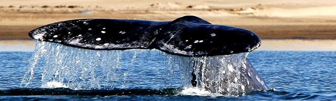 Baja California: Among the Great Whales
,  North America, Mexico, North America