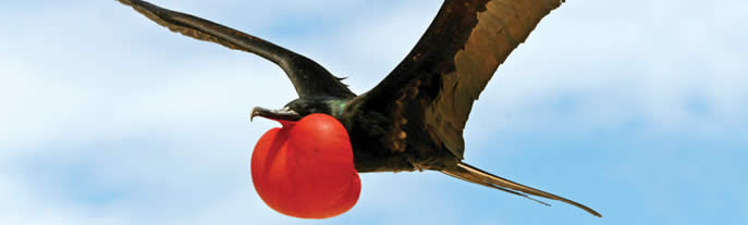 Galapagos Aboard M.S. Islander , Ecuador, South America, Galapagos