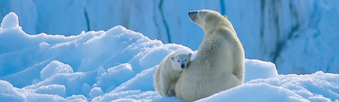 Land of the Ice Bears: An In-Depth Exploration of Arctic Svalbard Antarctica and Arctic Antarctica and Arctic, Norway