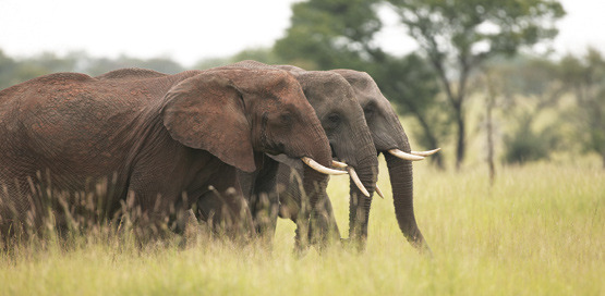 Kenya, Tanzania, Africa