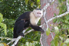 Panama, Central America