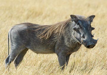 Botswana, Africa