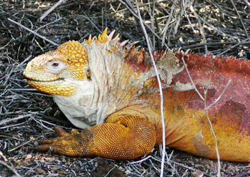 Ecuador, South America