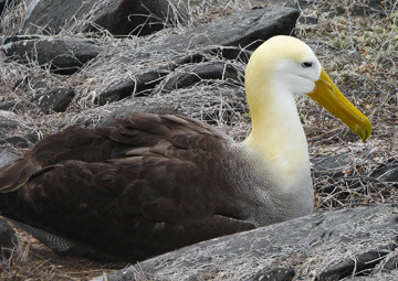 Ecuador, South America