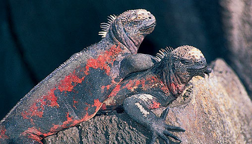 Ecuador, South America, Galapagos