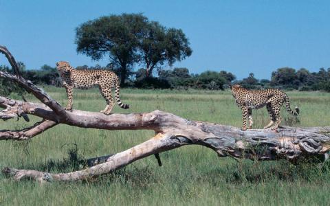 Botswana, Africa