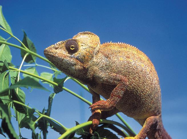 Indian Ocean, Madagascar, Africa