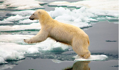 Arctic Cruise
, Cruising
,  Wildlife, Russian Federation