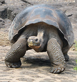 Ecuador, South America, Galapagos