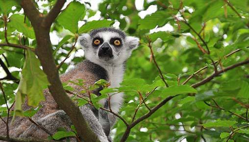 Hidden Madagascar Safari , Madagascar, Africa