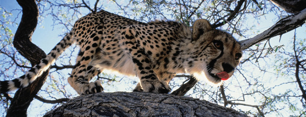 Namibia
,  cheetah
,   earthwatch
,  Eland's Joy
,  wildlife surveys
, Cheetah Conservation Fund
,   Etosha National Park
,  volunteer
,  ecotourism, Namibia