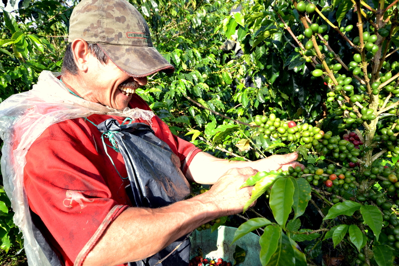 coffee triangle
, coffee region
, salento
, Colombia, South America