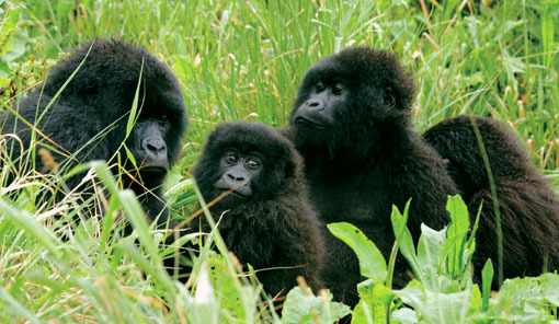 Rwanda, Africa