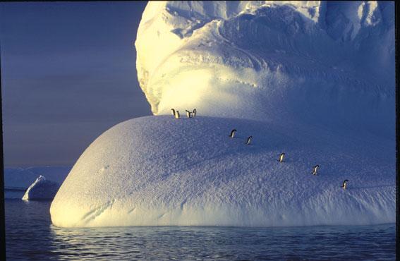 Antarctica
,  Antarctic Peninsula, Antarctica