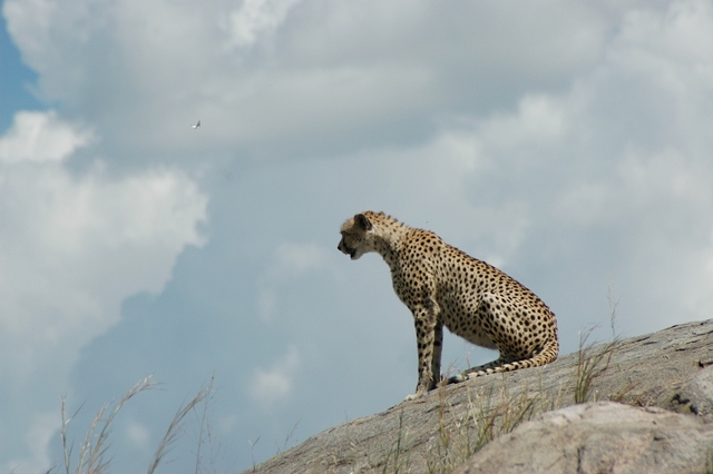 Tanzania, Africa