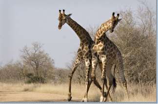 Mozambique, Africa