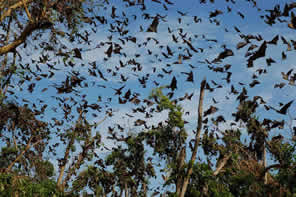 Zambia, Africa