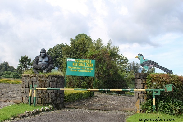 Gorilla trekking
,  rwanda
,  hiking
,  volcanoes national park
,  golden monkeys, Rwanda, Africa