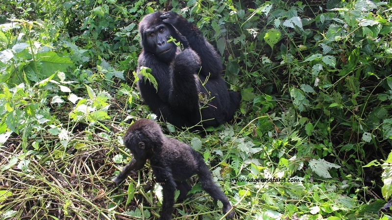 Kampala
, 
, Bwindi impenetrable national park
, Gorilla trekking
, rain forest
, national park
, Uganda, Africa