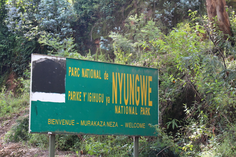 Volcanoes national park
, Akagera national park
, Nyungwe forest
, Game drives
, Lake Ihema
, Chimpanzee trekking
, Gorillas trekking
, canopy walk
, wildlife tour
, Africa
, Rwanda
, Uganda, Africa