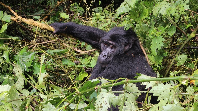 Rwanda
, Akagera national park
, Birding
, Bird watching
, Photography
, Gorilla trekking
, Chimpanzee trekking
, birding tours
, boat safari
, wildlife tours
, cultural tours
, Rwanda, Uganda