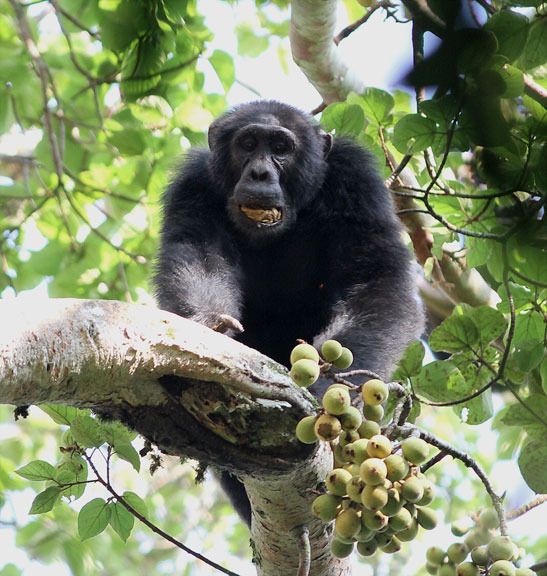 Uganda primate tours
, Uganda wildlife safari
, Chimpanzee trekking
, wildlife tours
, primates
, Rhino 
, Murchison falls national park
, gorilla trekking
, gorillas
, Uganda, Africa